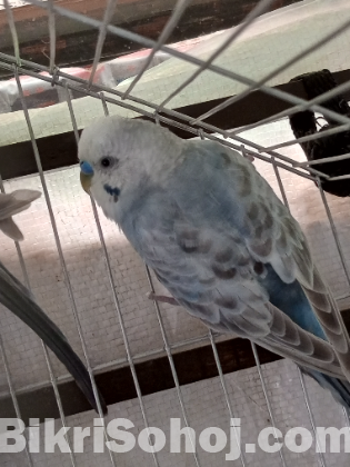 Adult budgriger pair